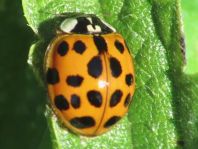 Asiatischer Marienkäfer, Harmonia axyridis