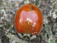 Asiatischer Marienkäfer, Harmonia axyridis
