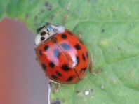 Asiatischer Marienkäfer, Harmonia axyridis