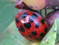 Asiatischer Marienkäfer, Harmonia axyridis