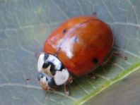 Asiatischer Marienkäfer, Harmonia axyridis