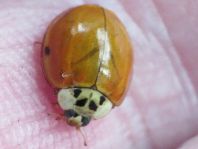 Asiatischer Marienkäfer, Harmonia axyridis