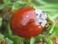Asiatischer Marienkäfer, Harmonia axyridis