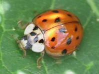 Asiatischer Marienkäfer, Harmonia axyridis
