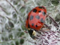 Asiatischer Marienkäfer, Harmonia axyridis