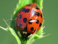 Asiatischer Marienkäfer, Harmonia axyridis
