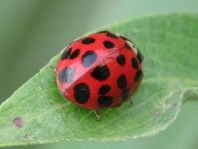 Asiatischer Marienkäfer, Harmonia axyridis