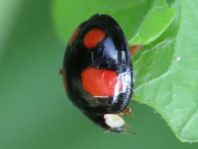 Asiatischer Marienkäfer, Harmonia axyridis