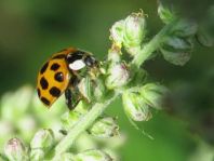 Asiatischer Marienkäfer, Harmonia axyridis