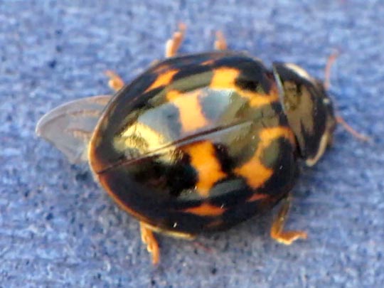 Asiatischer Marienkäfer, Harmonia axyridis