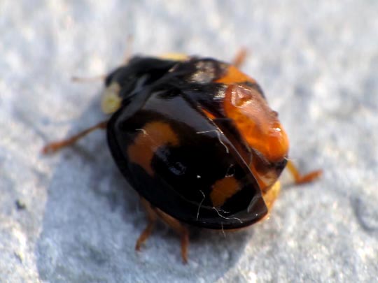 Asiatischer Marienkäfer, Harmonia axyridis
