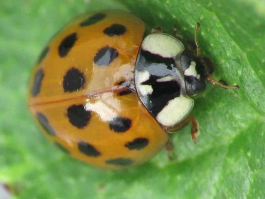 Asiatischer Marienkäfer, Harmonia axyridis
