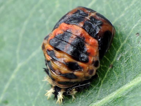 Asiatischer Marienkäfer, Harmonia axyridis