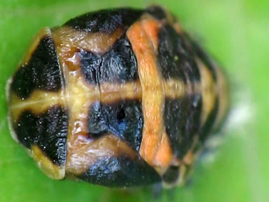 Asiatischer Marienkäfer, Harmonia axyridis