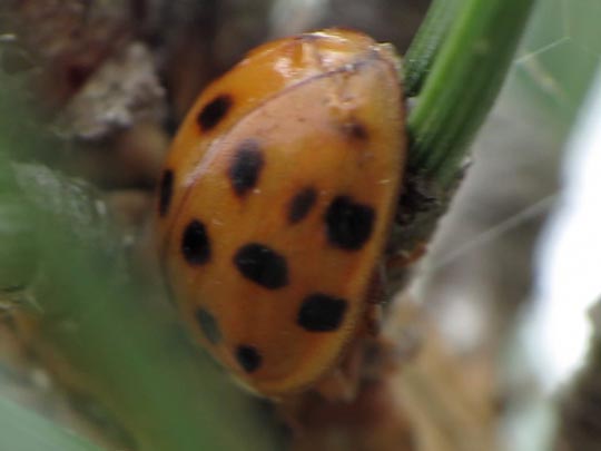 Asiatischer Marienkäfer, Harmonia axyridis