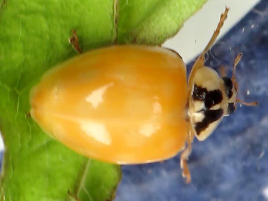 Asiatischer Marienkäfer, Harmonia axyridis