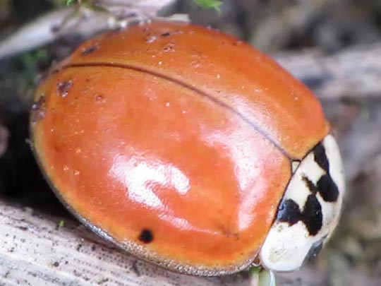 Asiatischer Marienkäfer, Harmonia axyridis