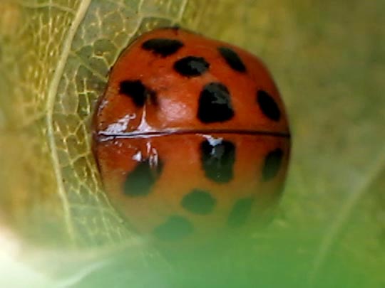 Asiatischer Marienkäfer, Harmonia axyridis