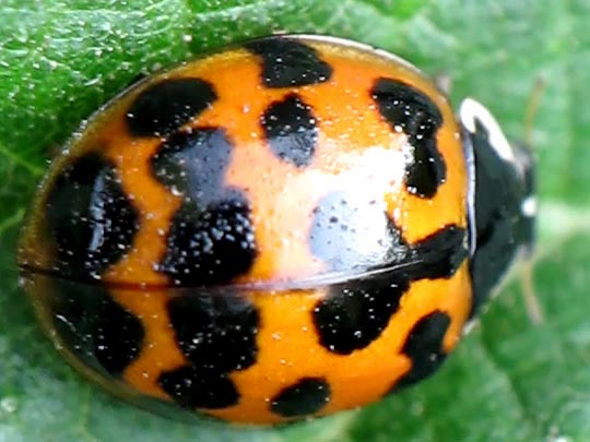 Asiatischer Marienkäfer, Harmonia axyridis