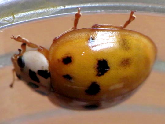 Asiatischer Marienkäfer, Harmonia axyridis