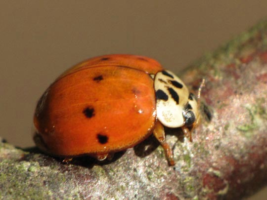 Asiatischer Marienkäfer, Harmonia axyridis