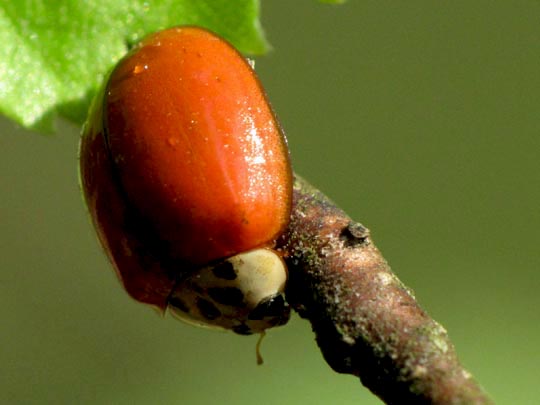 Asiatischer Marienkäfer, Harmonia axyridis