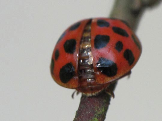 Asiatischer Marienkäfer, Harmonia axyridis