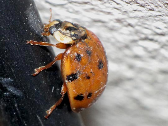 Asiatischer Marienkäfer, Harmonia axyridis