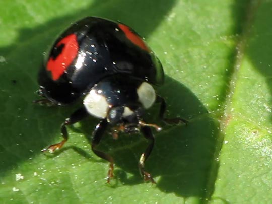 Asiatischer Marienkäfer, Harmonia axyridis