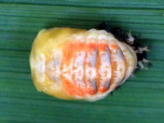 Asiatischer Marienkäfer, Harmonia axyridis