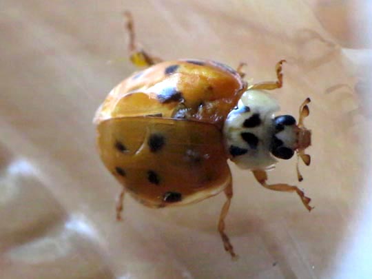 Asiatischer Marienkäfer, Harmonia axyridis