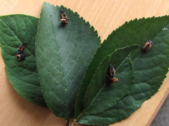 Asiatischer Marienkäfer, Harmonia axyridis