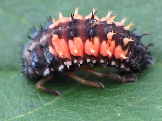 Asiatischer Marienkäfer, Harmonia axyridis
