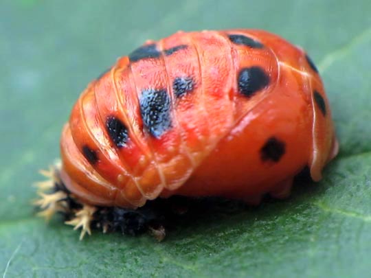 Asiatischer Marienkäfer, Harmonia axyridis