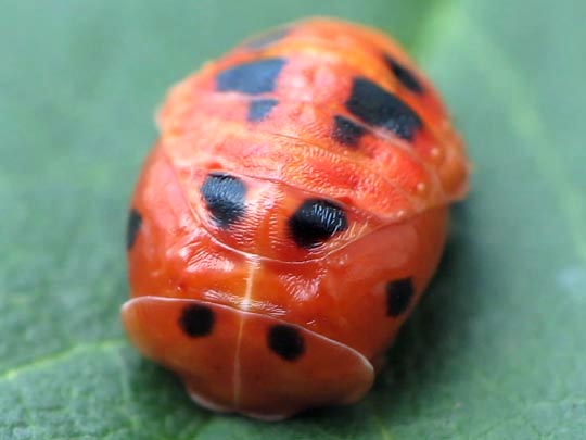 Asiatischer Marienkäfer, Harmonia axyridis
