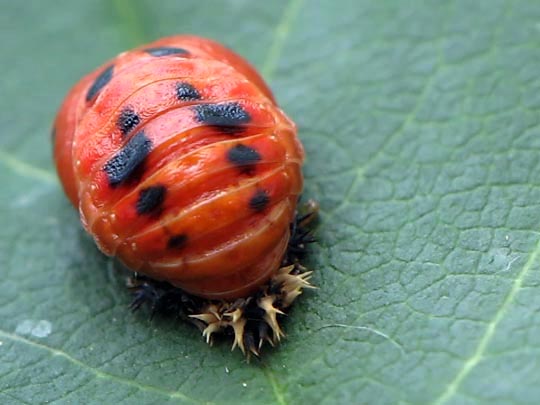 Asiatischer Marienkäfer, Harmonia axyridis