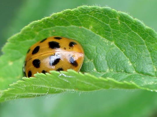 Asiatischer Marienkäfer, Harmonia axyridis