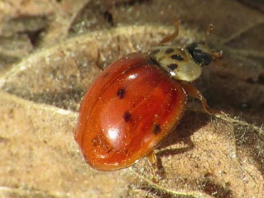 Asiatischer Marienkäfer, Harmonia axyridis