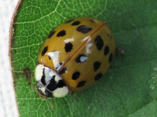 Asiatischer Marienkäfer, Harmonia axyridis