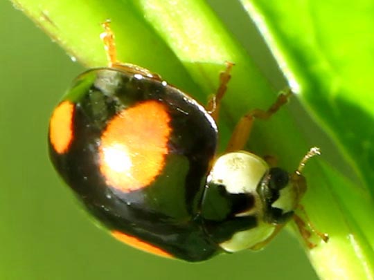 Asiatischer Marienkäfer, Harmonia axyridis
