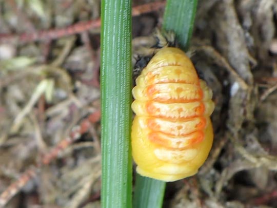 Asiatischer Marienkäfer, Harmonia axyridis