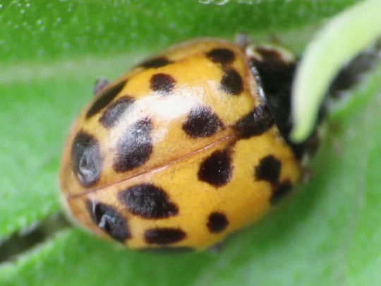 Asiatischer Marienkäfer, Harmonia axyridis