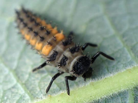 Asiatischer Marienkäfer, Harmonia axyridis