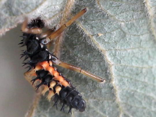 Asiatischer Marienkäfer, Harmonia axyridis