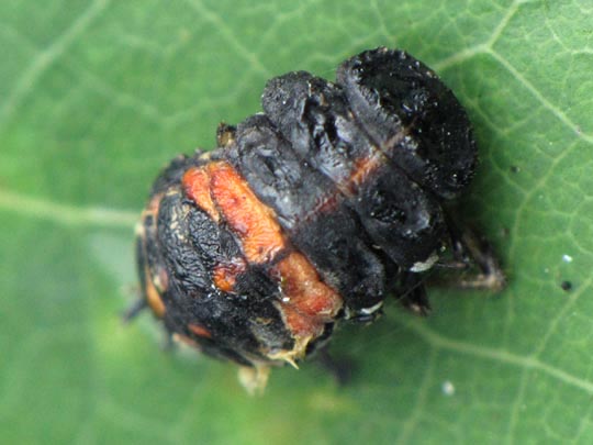 Asiatischer Marienkäfer, Harmonia axyridis, Puppe