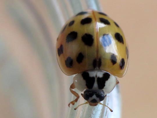 Asiatischer Marienkäfer, Harmonia axyridis