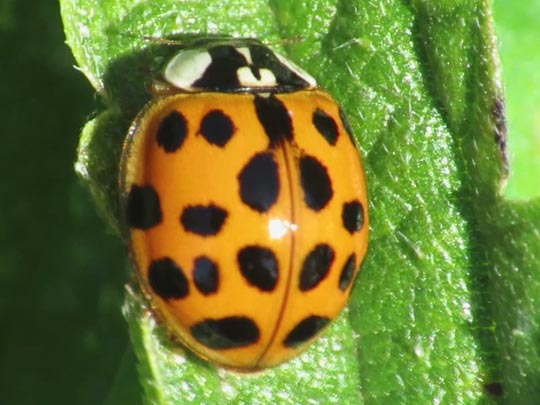 Asiatischer Marienkäfer, Harmonia axyridis
