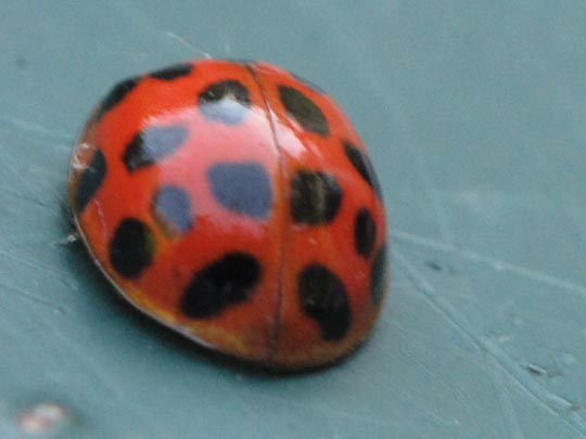 Asiatischer Marienkäfer, Harmonia axyridis