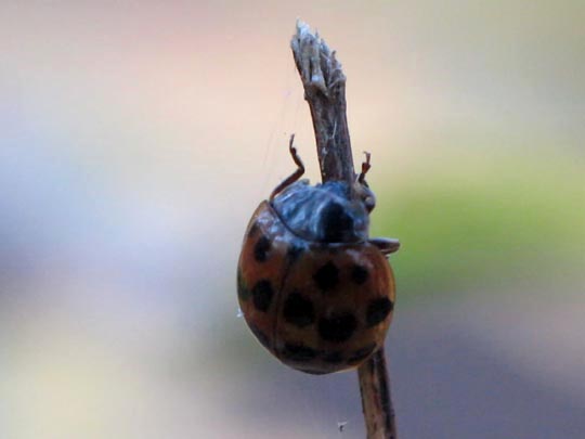 Asiatischer Marienkäfer, Harmonia axyridis