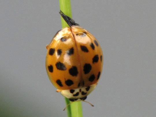 Asiatischer Marienkäfer, Harmonia axyridis